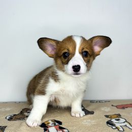 GNOCCHI - Sable Pembroke Welsh Corgi puppy in Ritzville, Washington from Sapphire Iris Corgis