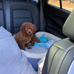 Goldendoodle and Poodle Puppies from Honey Blossom Doodles
