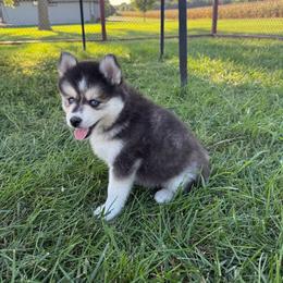 Prince Charming - Black and white male Pomsky puppy in Lyons, Nebraska from Goodness Gracious Pomskies