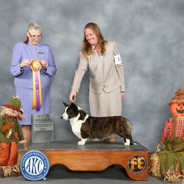 Suzie - Cardigan Welsh Corgi