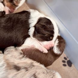 Appa - Brown and white Aussiedoodle puppy in Hampton Falls, New Hampshire from The Honest Egg Doodles