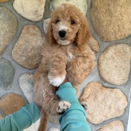 Blue - Boy - Red  male Goldendoodle puppy in Kent City, Michigan from Hannah Mae Doodles
