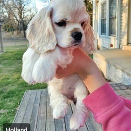Cocker Spaniel Puppies from Hallmark Cocker Spaniels