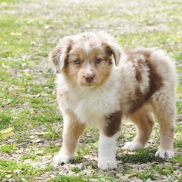 Miniature Australian Shepherd Puppies from Vineyard Ridge Mini Aussies