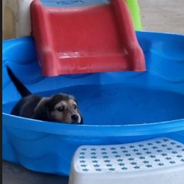 Dachshund Puppies from FLYING L Dachshund Academy