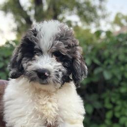 Mateo - Merle male Goldendoodle puppy in Jacksonville, Florida from Dandelion Doodles