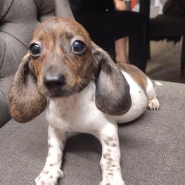 Tyson - Brindle male Dachshund puppy in Hudson, Michigan from Mittentail Kennel Miniature Dachshunds & Australian Shepherds