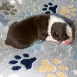 Rolo - Red tri-color male Australian Shepherd puppy in Laurel, Mississippi from Reeves Australian Shepherds