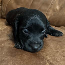 Sid - Black male Dachshund puppy in Mount Airy, North Carolina from Mayberry Dachshunds