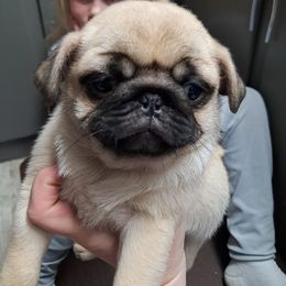 Butterbean - Fawn female Pug puppy in Woodland, Washington from Moore's Little Pug's