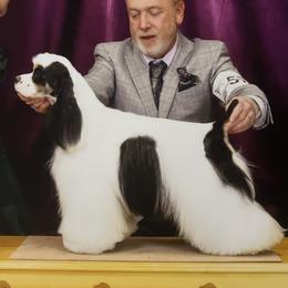 Rhodes - Cocker Spaniel