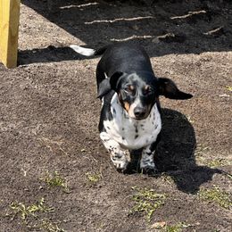 Tinner - Dachshund