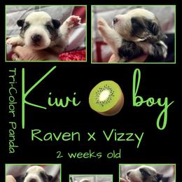 KIWI BOY - Panda male German Shepherd puppy in Apache Junction, Arizona from CS Vista Farms