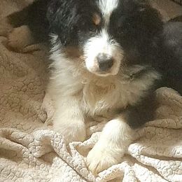 RIO - Black tri-color male Australian Shepherd puppy in Elk Creek, Missouri from Hearts on Fire Australian Shepherds