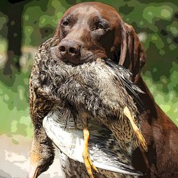 Ruger - German Shorthaired Pointer