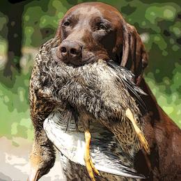Ruger - German Shorthaired Pointer