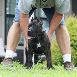 Pink Collar - Tiger female Perro de Presa Canario puppy in Pocahontas, Illinois from Cabeza Grande Kennel