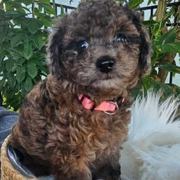 Pink collar - Merle female Goldendoodle puppy in Wildwood, Florida from We R Mini Doodles