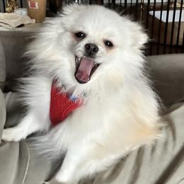 Pomeranian All Grown Up from Laura Velli