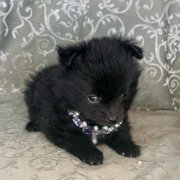 Meeny - Black female Pomeranian puppy in Lexington, Oklahoma from BooneDox Miniature Dachshunds