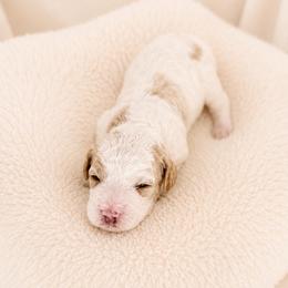 Boaz - Blenheim male Cavapoo puppy in Ephrata, Washington from Mustard Seed Cava Co.