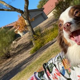 Toy Australian Shepherds from LuminAussies - Toy Australian Shepherd