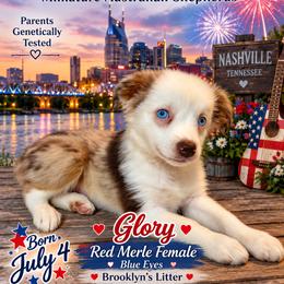 Glory - Red merle female Miniature Australian Shepherd puppy in Nashville, Tennessee from Little B’s Aussies