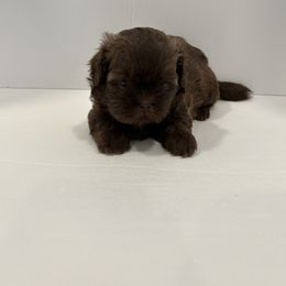 Shih Tzu Puppies from Moore Shih Tzus