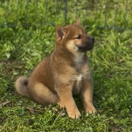 Yoshiko - Red female Shiba Inu puppy in Neosho, Missouri from Sunny Terrace Shibas