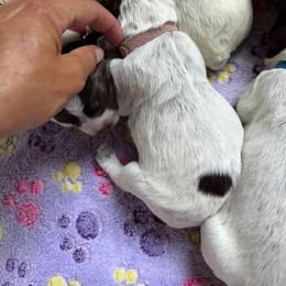 Rogue - Brown and gray female Wirehaired Pointing Griffon puppy in Grangeville, Idaho from Happy Hollow Griffons