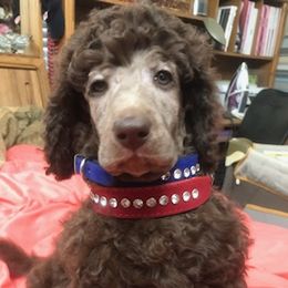 Poodles from Arlene’Standard Poodles