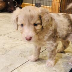 Bordoodle Puppies from Korbella Farm