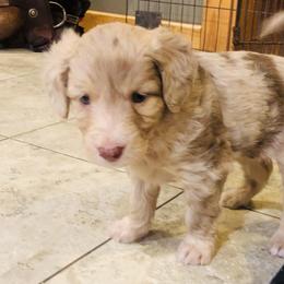 Bordoodle Puppies from Korbella Farm