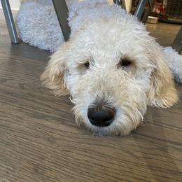 Bernedoodle and Goldendoodle All Grown Up from Brown’s Golden Paws