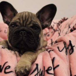 French Bulldog Puppies from Ardent French Bulldogs