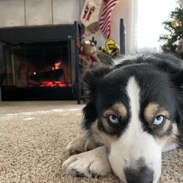 Australian Shepherd All Grown Up from True Heart Aussies