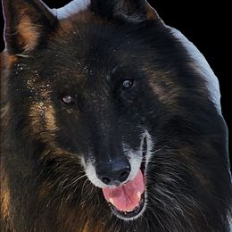 Ike - Belgian Tervuren