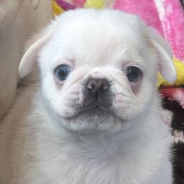 George - Cream male Pug puppy in Morgantown, West Virginia from Groovy Pugs