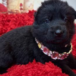 Mistique - Black female German Shepherd puppy in Yorkville, Illinois from Vom Archbold Haus World Class German Shepherds