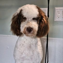 Arlo - Poodle