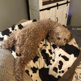 Goldendoodle All Grown Up from Blushing Doodles