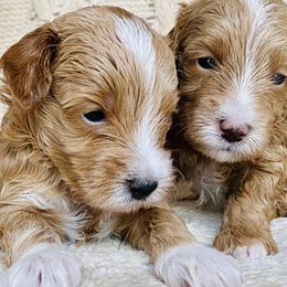 Jefferson - Apricot male Maltipoo puppy in Buckeye, Arizona from Little Loves Maltipoos