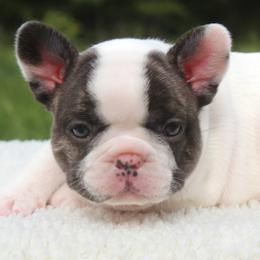 Finale - White and brindle female French Bulldog puppy in New Hampton, New Hampshire from Kismet French Bulldogs