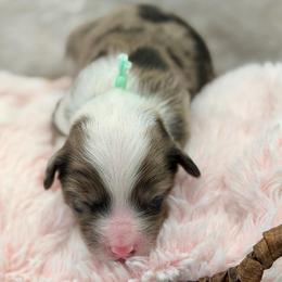 Teal collar - Blue merle female Aussiedoodle puppy in 32046, Florida from River Hill Ranch
