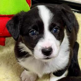 Sunshine (Purple collar) - Black and white female Cardigan Welsh Corgi puppy in Omaha, Arkansas from DnD Corgis