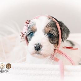 Bernedoodle and Goldendoodle Puppies from Hommel’s Mini Darling Doodles
