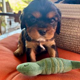 Julia - Black and tan female Cavalier King Charles Spaniel puppy in Tucson, Arizona from Abbey Road Cavaliers