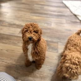 Poodle Puppies from Savana williams