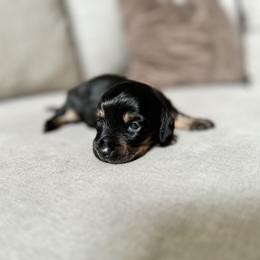 Dachshund Puppies from Doxie View Acres
