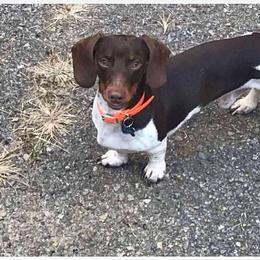 Hank - Dachshund